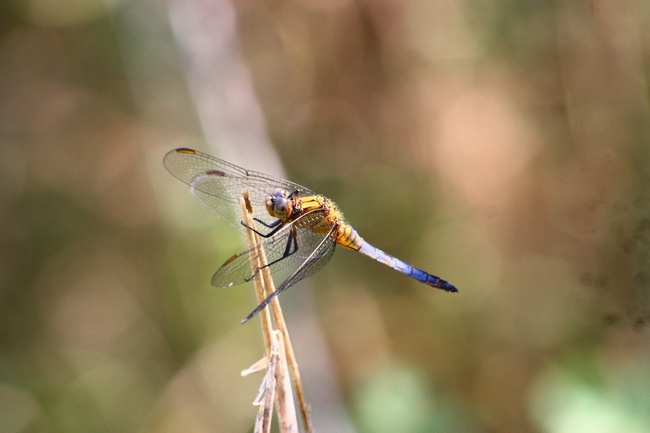 Orthetrum courelescens ???